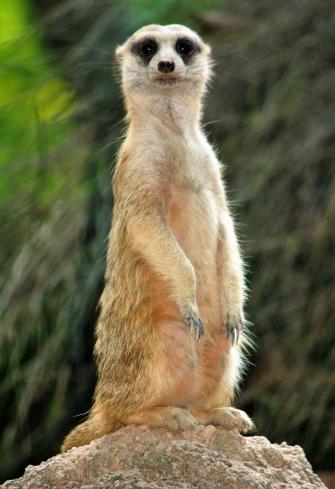 Erdmännchen